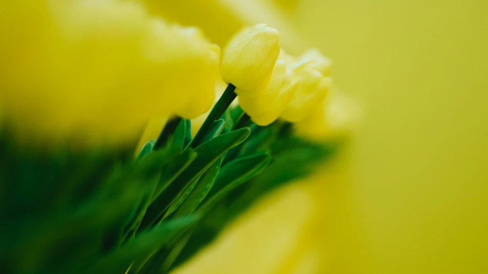 „Detailaufnahme einer einzigartigen Wanddekoration im Smartvillage Bogenhausen: Gelbe Tulpen, die in ein strukturiertes Wandrelief integriert sind, schaffen eine harmonische Verbindung zwischen Design und Natur